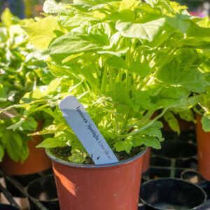Morning Glory (Ipomoea)