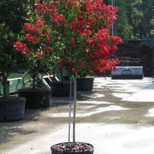 Crape Myrtle (LAGERSTROEMIA INDICA "DYNAMITE")