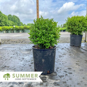 English Boxwood (Buxus sempervirens)