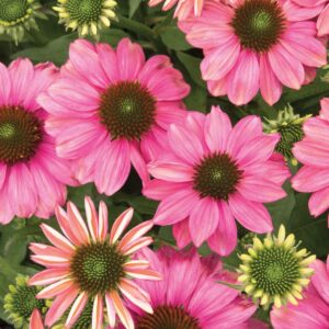 Dwarf Pink (Anigozanthos Hybrid)