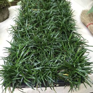 Mondo Grass (Ophiopogon japonicus)