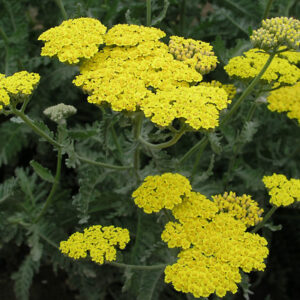 Moonshine yarrow (Achillea hybrida 'Moonshine')