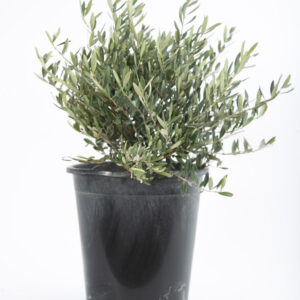 Little Ollie (Olea europaea 'Little Ollie')