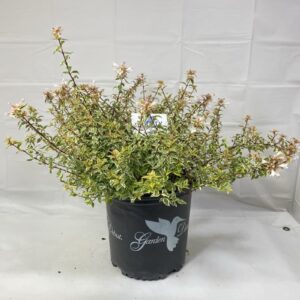 Confetti Abelia (C. abelia g. confetti)