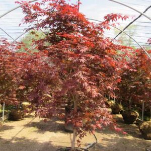 Emperor Maple (Acer palmatum 'Emperor')