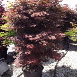 Japanese Maple (Acer palmatum 'Burgundy Lace')