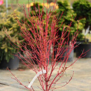 Coral Bark Maple (Acer palmatum 'Sango Kaku')