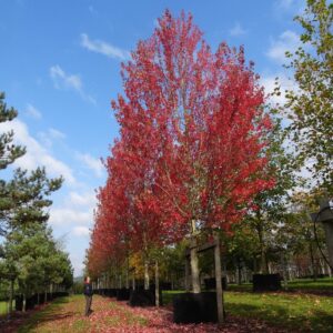 Armstrong Gold (Acer x freemanii)