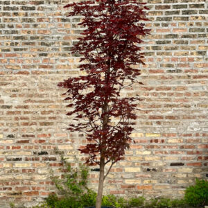 Crimson Sentry Norway Maple (Acer platanoides 'Crimson Sentry')