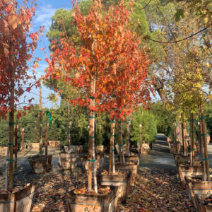Red Sunset (Acer rubrum)