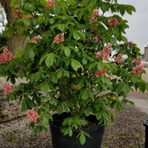 Red Horse Chestnut (Aesculus carnea)