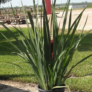 African Iris (Dietes bicolor)