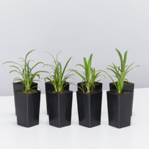 Blue Lily (Nymphaea caerulea)