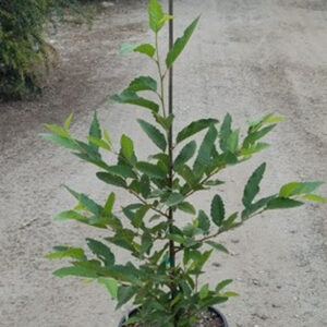 common alder (Alnus rhombifolia)