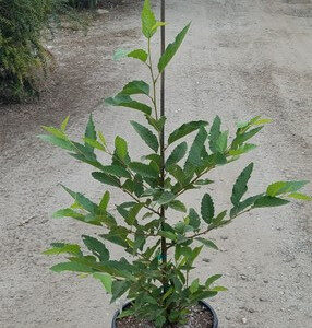 white alder (Alnus rhombifolia)
