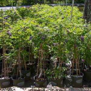 Weeping Bottlebrush (Callistemon viminalis)