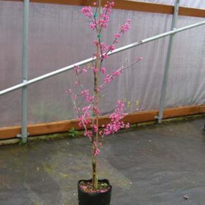 Texas redbud (Cercis canadensis var. texensis)