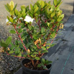 strawberry tree (Arbutus unedo multi)