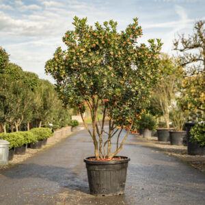 strawberry tree (Arbutus unedo)