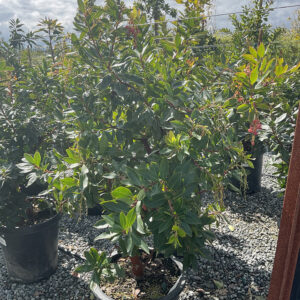 Madroo (Arbutus marina)