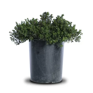 Manzanita (Arctostaphylos 'Emerald Carpet')