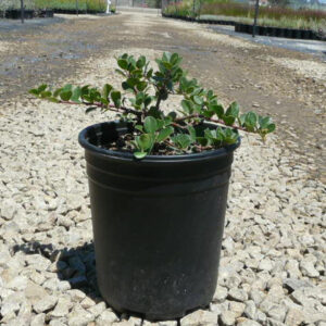 Point Reyes manzanita (Arctostaphylos montana)