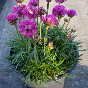 sea thrift (Armeria maritima)