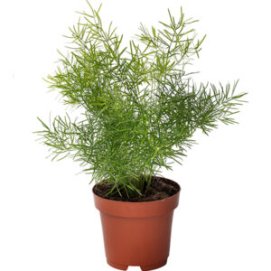Sprenger fern (Asparagus densiflorus 'Sprengerii')