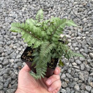 Ghost Painted Fern (Athyrium niponicum)
