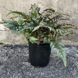 Lady Fern (Athyrium niponicum)