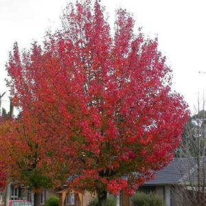 Bradford pear (Pyrus calleryana 'Autumn Blaze')