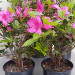 Formosa Purple Azalea (Rhododendron flairformosum)