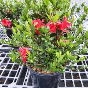 Red Bird Azalea (Rhododendron 'Red Bird')