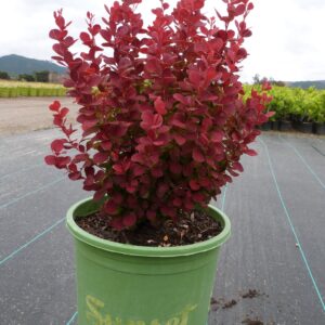 Japanese barberry (Berberis thunbergii 'Rosy Rocket')