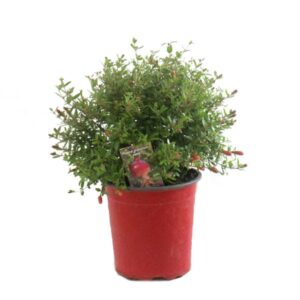 Dwarf Pomegranate (Punica granatum 'Nana')