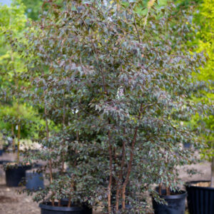 River Birch (Betula nigra 'Crimson Frost')