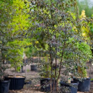 Crimson Frost (Betula nigra)