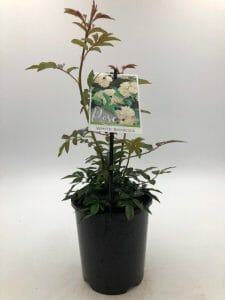 Banksian rose (Rosa banksiae)