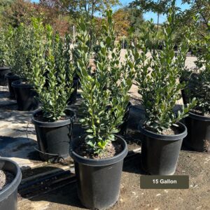 bay laurel (Laurus nobilis)