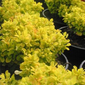 Japanese Barberry (Berberis thunbergii 'Tiny Gold')