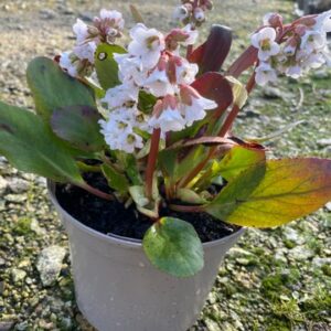 Bressingham White (Bergenia cordifolia)