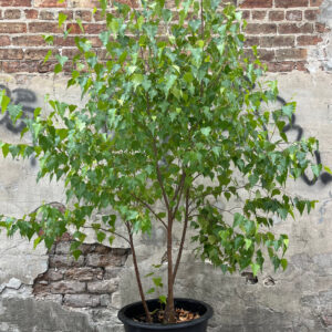 Whitespire Birch (Betula platyphylla 'Whitespire')