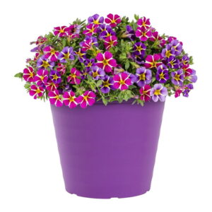 Million Bells (Calibrachoa)