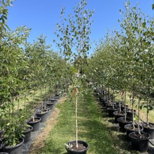 Silver Birch (Betula pendula)