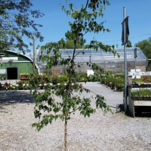 Weeping Birch (Betula pendula 'Youngii')