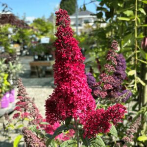 Purple Prince (Buddleia davidii)