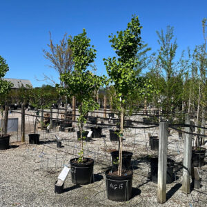 Autumn Gold (Ginkgo biloba)