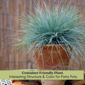 Blue Fescue (Festuca glauca)