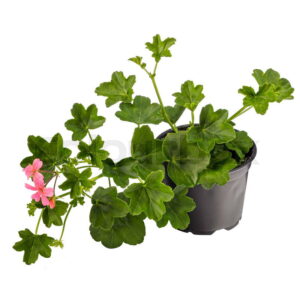 Ivy Geranium (Pelargonium peltatum)