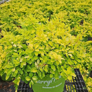 Japanese barberry (Berberis thunbergii 'Rose Glow')